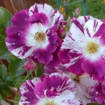 Purple Splash / Перпл Сплеш